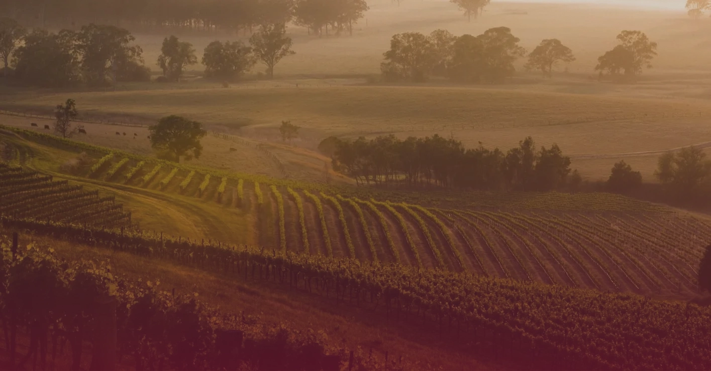 Jetzt neu: Rebpatenschaft in der Weinmanufaktur Johannes Zwicker online erwerben