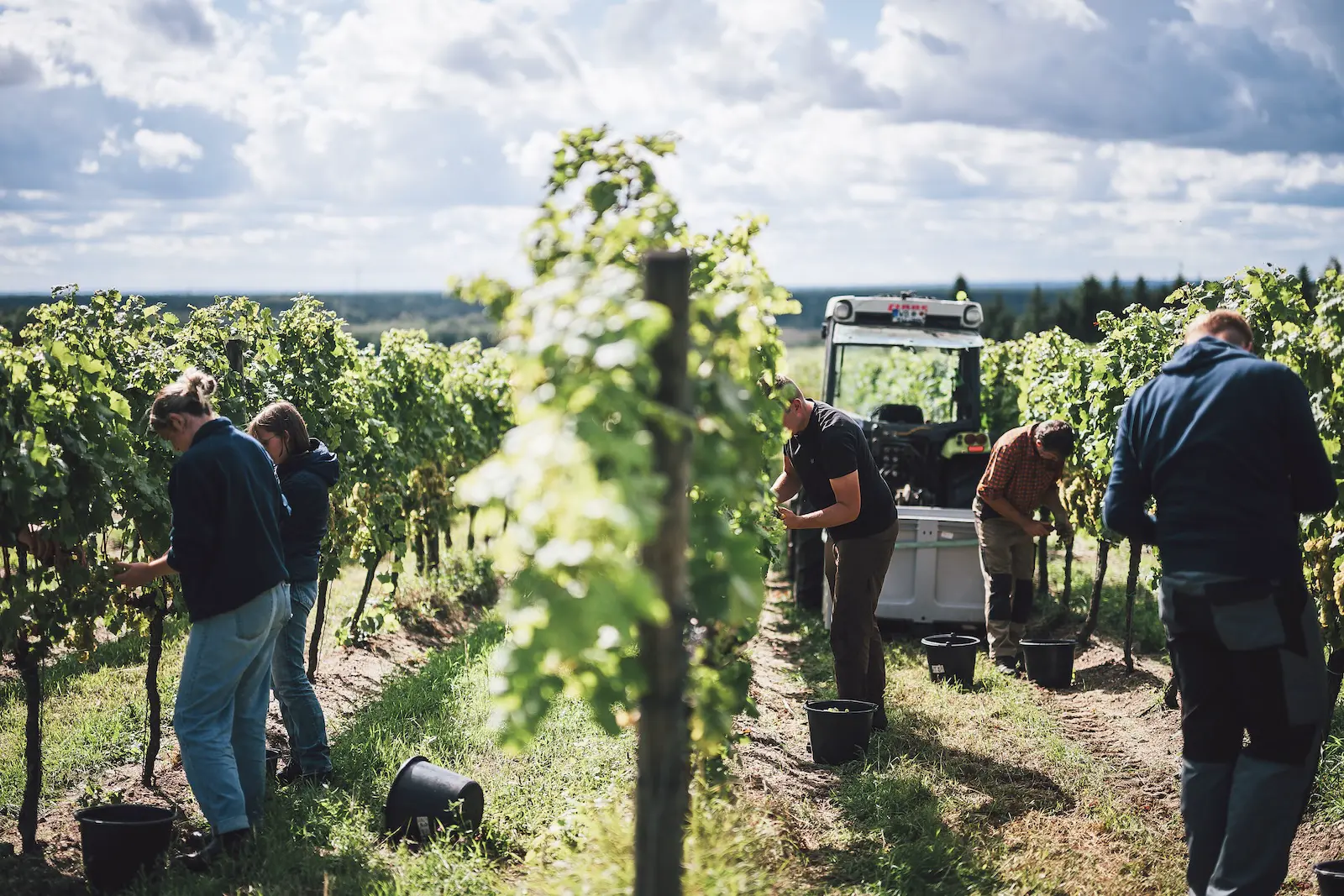 Weinlese von Hand im Weinberg